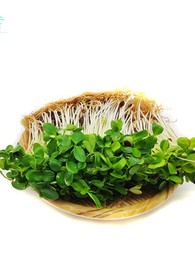 香椿苗新鲜蔬菜 可食用苗菜50g西餐摆盘装饰芽苗菜