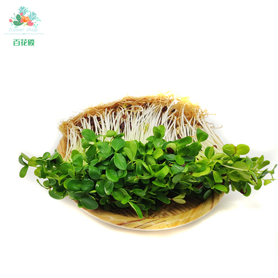 香椿苗新鲜蔬菜 可食用苗菜50g西餐摆盘装饰芽苗菜