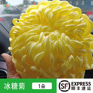 新鲜冰糖菊冰芯糖菊新鲜蔬菜生吃凉拌菊花沙拉酒店食材金丝菊