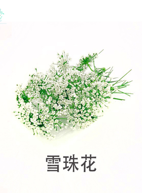 新鲜雪珠花 蕾丝花 白色小花酒店西餐日料摆盘冷菜蛋糕点缀装饰