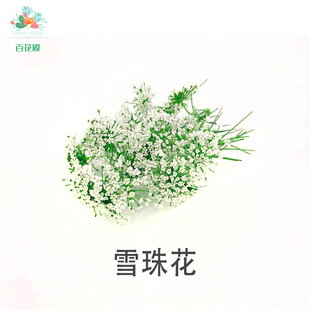 新鲜雪珠花 蕾丝花 白色小花酒店西餐日料摆盘冷菜蛋糕点缀装饰