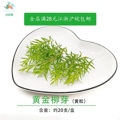 黄金柳芽新鲜20支盒黄松 酒店餐厅摆盘装饰西餐日料点缀鲜花草