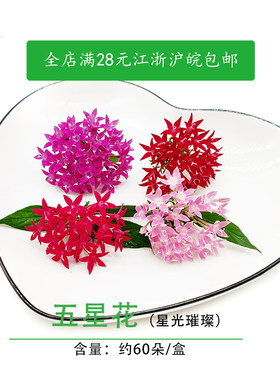 五星花新鲜星光璀璨莺罗花可食用花草60朵酒店西餐餐饮摆盘盘饰花