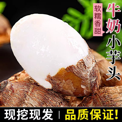 当季山东牛奶芋头小香芋新鲜毛芋头现挖农家自种奶油芋艿软糯蔬菜