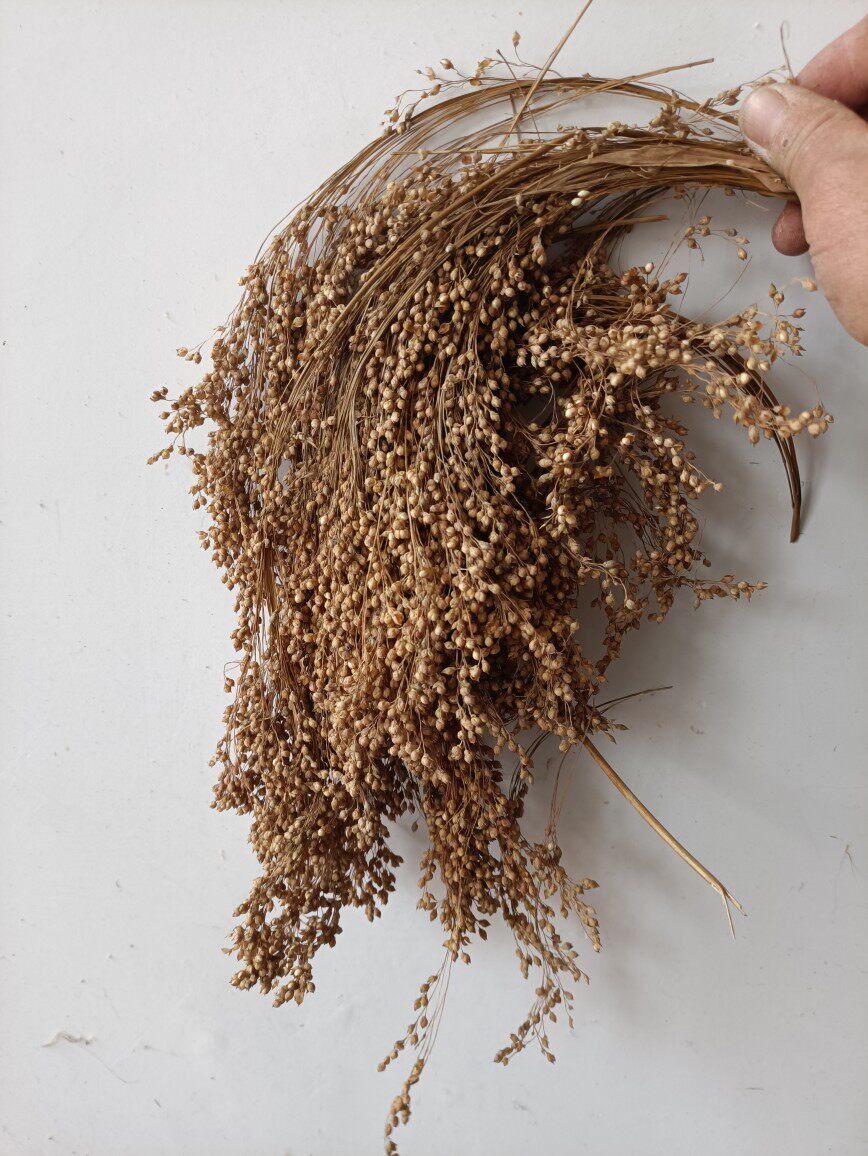 黍子穗一斤  黍子穗 鹦鹉仓鼠 兔子 爱吃的粮食带壳大黄米穗包邮