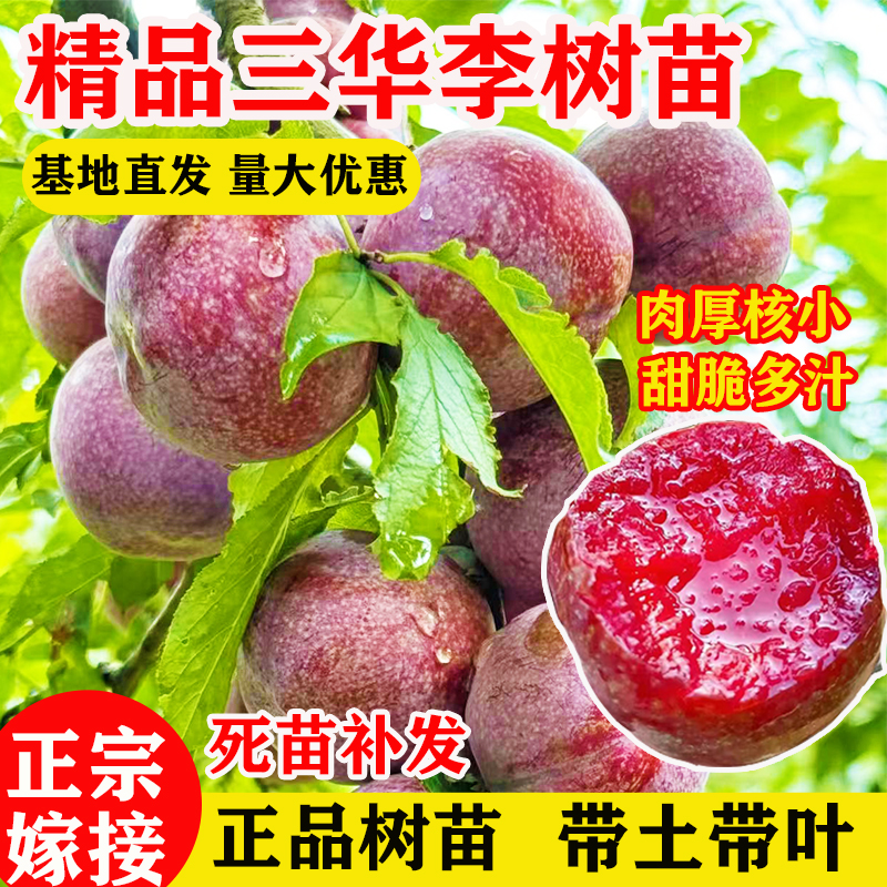 三华李子树苗带土带叶基地直销