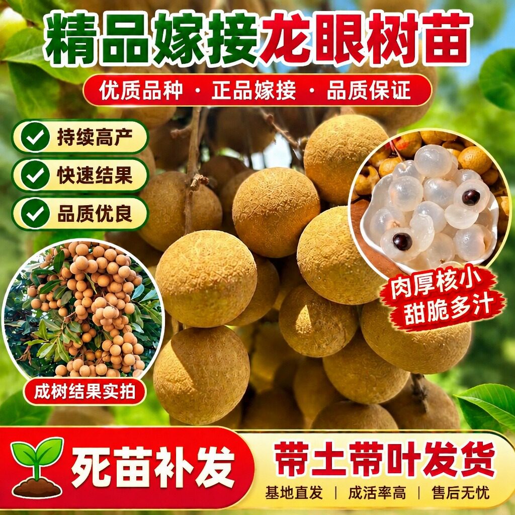 龙眼树苗石峡储良四季龙眼桂圆嫁接果树苗盆地栽当年结果带土带叶
