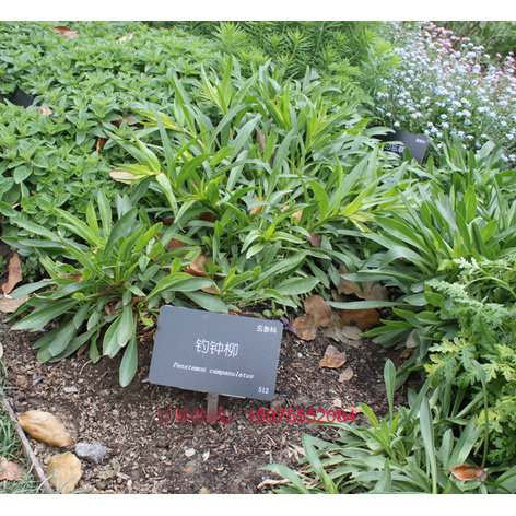 钓钟柳种子 多年生植物 花种子四季种 象牙红花草花卉种子包邮