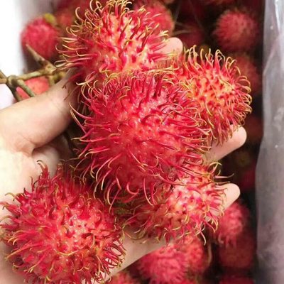 现货新鲜红毛丹5斤整箱现摘新鲜水果包邮毛荔枝孕妇当季水果甜