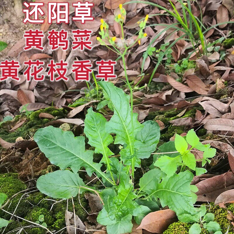 黄鹌菜天然潮汕菜头草土飞龙黄花枝香草一支香中草药还阳草野芥菜