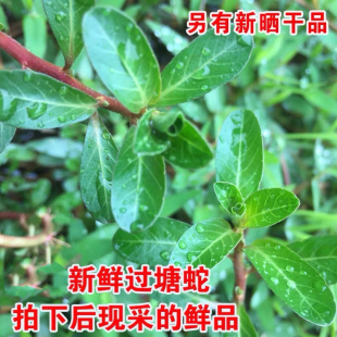 过塘蛇新鲜过江龙 中草药过江藤潮汕过江龙水浮藤水盖菜干货包邮