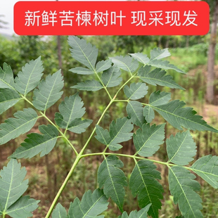 苦楝树枝叶新鲜苦练树中草药潮汕苦耐叶宝宝洗澡杀虫止痒疮癣疥癞