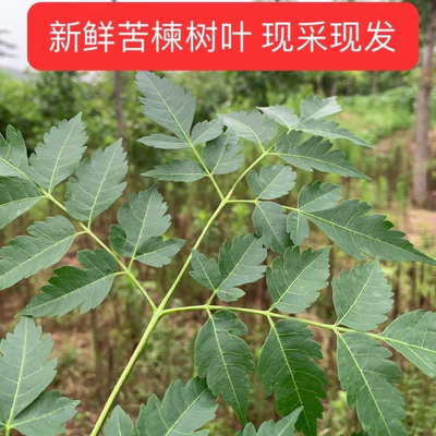 苦楝树枝叶新鲜苦练树中草药潮汕苦耐叶宝宝洗澡杀虫止痒疮癣疥癞