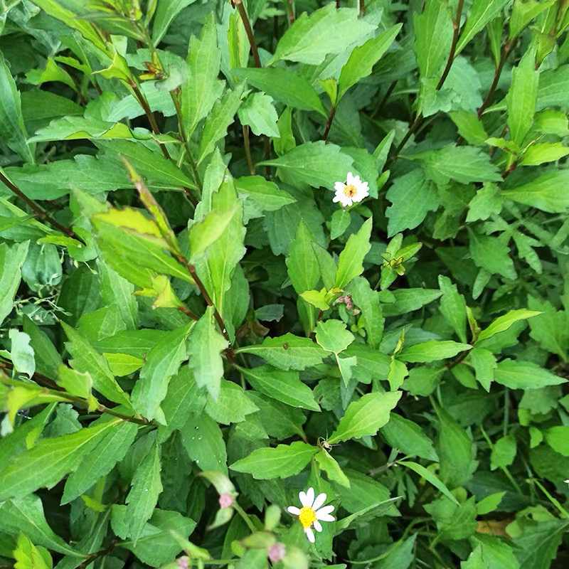 脾草新鲜草药潮汕夭脾草现采田边菊脾仔草马兰头伤脾草泥鳅草包邮