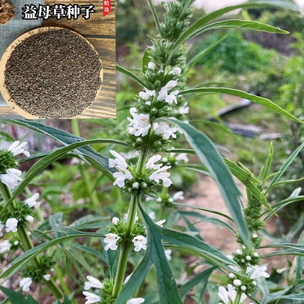 白花益母草种子种籽孑苗四季开花盆栽阳台庭院种植易活白花坤草