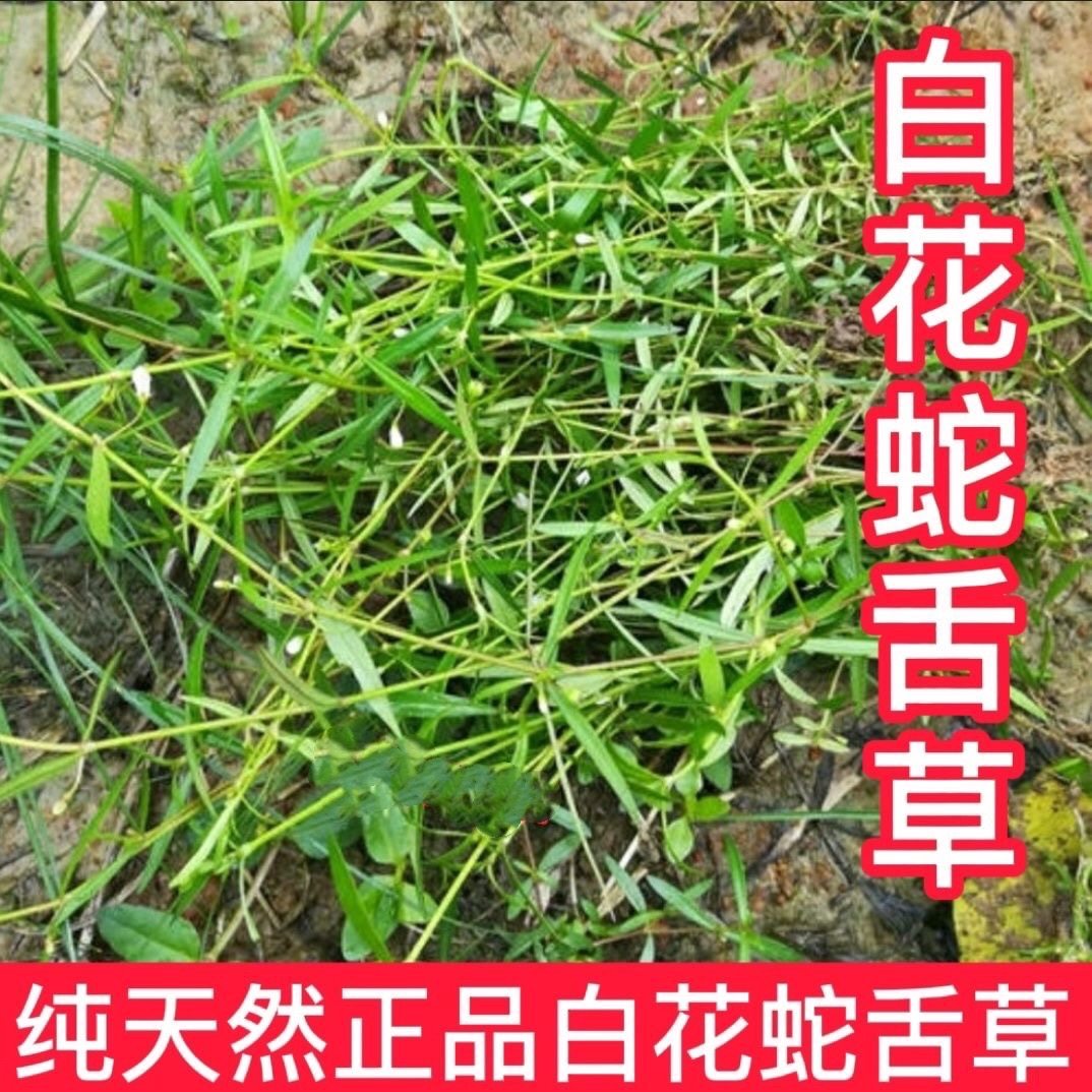现采新鲜白花蛇舌草 单花药材潮汕百花蛇舌草中草药500g包邮 现货