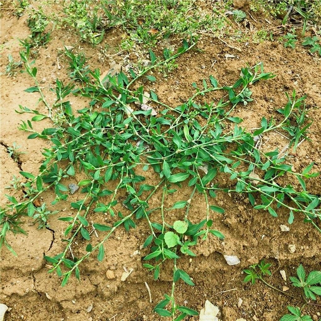萹蓄草天然新鲜扁蓄鸟蓼扁竹竹节草猪牙草道生草萹蔓野铁扫把路柳