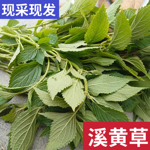 溪黄草新鲜熊胆草现摘溪黄草茶溪沟草山阳面黄汁草血风草包邮干货