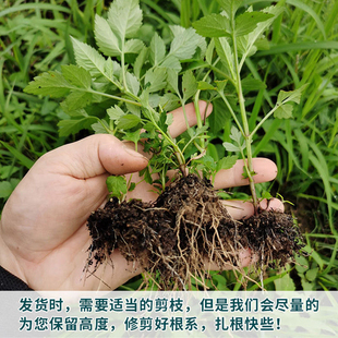 一包针鬼针草种植苗花苗婆婆针中草药苗白黄花三叶鬼针草盆栽