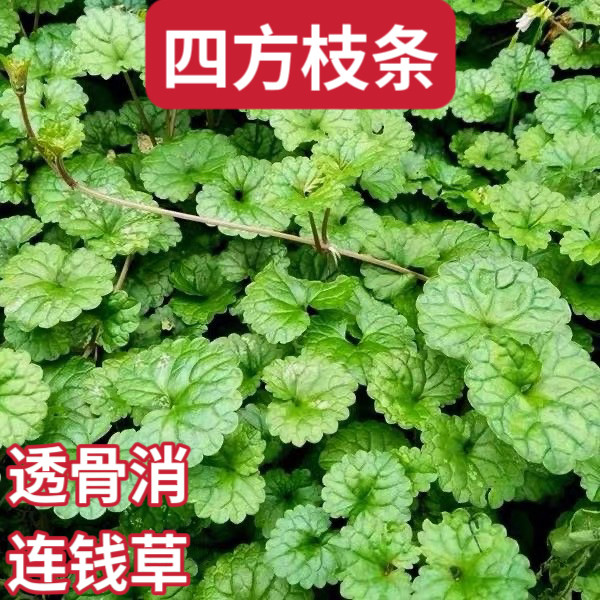 透骨草透骨消新鲜连钱草潮汕接骨消 满山香乳香藤遍地香中草药