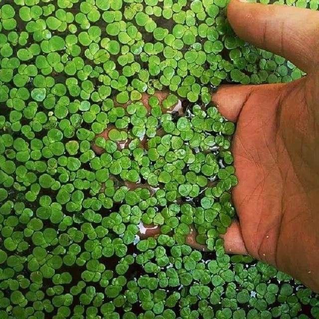 中药材浮萍草浮萍水萍紫背浮萍新货无杂水莲花青萍田萍洗头发生发