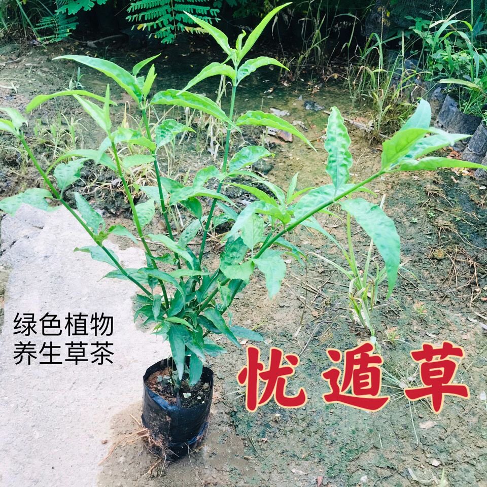 正宗忧遁草苗 黎王草优顿草养生草 鳄嘴花盆栽盆景包邮 带土发货