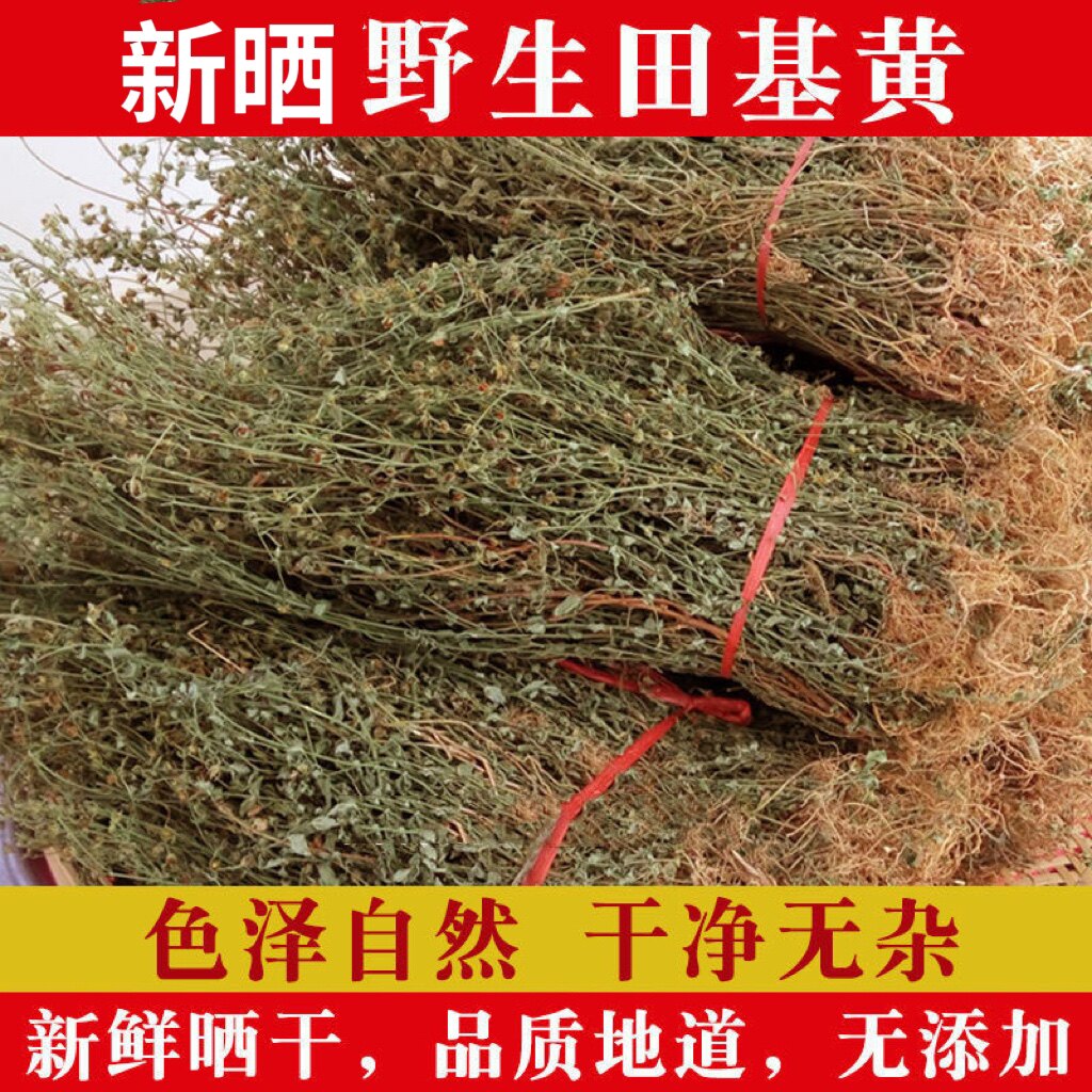 田基黄中药材晒干地耳草黄花草雀舌草潮汕黄花仔整株田基王干品