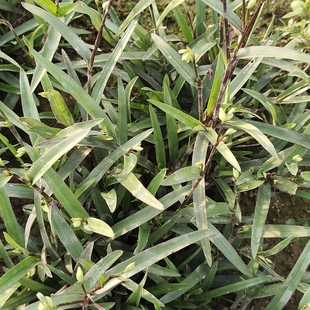 小叶痰火草新鲜红化核草红痰火草玻璃草猫爪草红核籽红伦草中草药