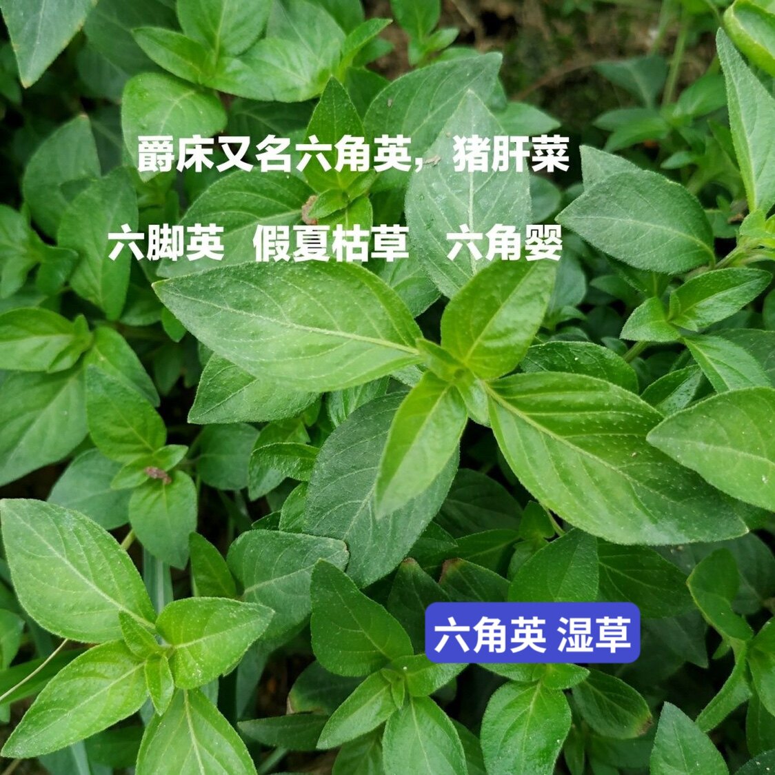 爵床新鲜六角英 孩儿草 麦穗癀 鼠尾癀 麦穗红癀赤眼老母草有干货
