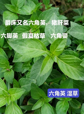 爵床新鲜六角英 孩儿草 麦穗癀 鼠尾癀 麦穗红癀赤眼老母草有干货