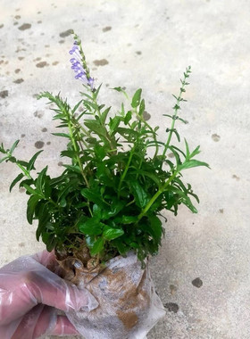 半枝莲苗 白花蛇舌草苗 半支莲草种植苗 潮汕四方枝仔苗 中草药