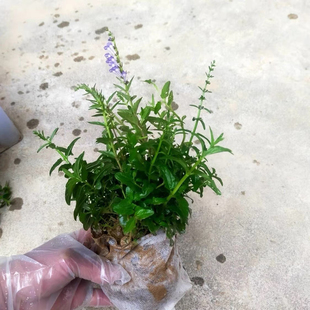 半枝莲苗 白花蛇舌草苗 半支莲草种植苗 潮汕四方枝仔苗 中草药