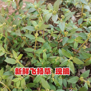 新鲜飞扬草现采乳籽草大乳汁草大飞扬草节节花泡澡干货中药材