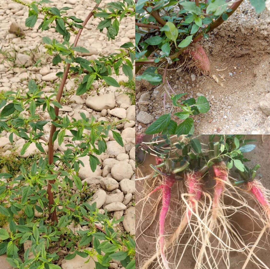 野刺苋根新鲜红刺苋根刺苋根刺苋头刺苋菜苋菜头刺簕头根