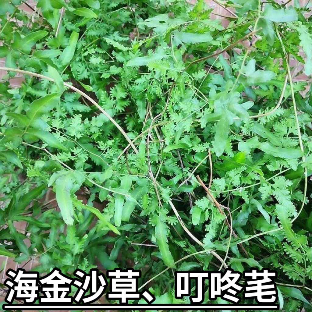 海金沙草新鲜金沙藤 左转藤 罗网藤 铁线藤 吐丝藤 潮汕叮咚芼