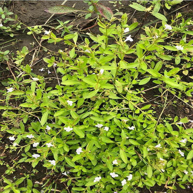 泥花草 锯齿草新鲜 水虾草 潮汕田乒娜 田槟榔五月莲中草药蟹叉草