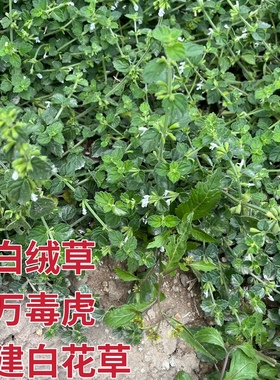 白花仔新鲜万毒虎老虎花白花塔仔草茶匙红福建白绒草银针七北风草
