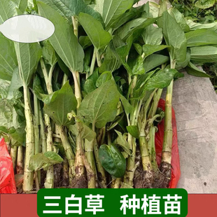 三白草苗新鲜天性草苗三白草种植苗水木通五路白白水鸡苗水姥根