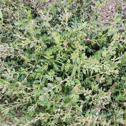 萹蓄草新鲜扁蓄中草药纯天然扁竹竹节草猪牙草蚂蚁草道生草