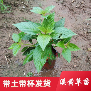 溪黄草苗阳台盆栽 熊胆草苗 溪沟草苗 土黄连种植苗 黄汁草苗
