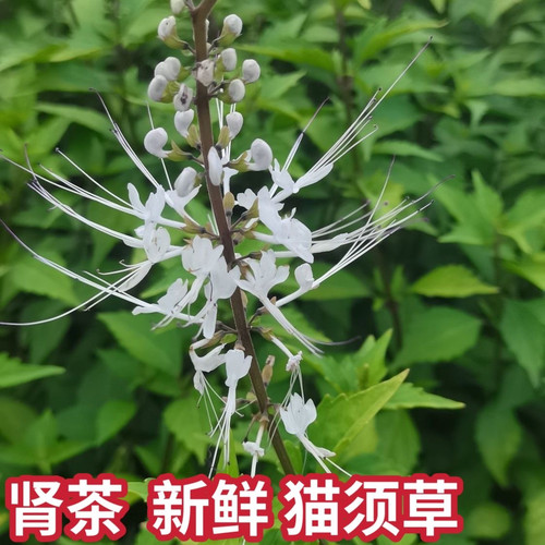 猫须草新鲜肾茶猫须公滑石草晒干猫须草猫须草茶肾草无硫腰只草