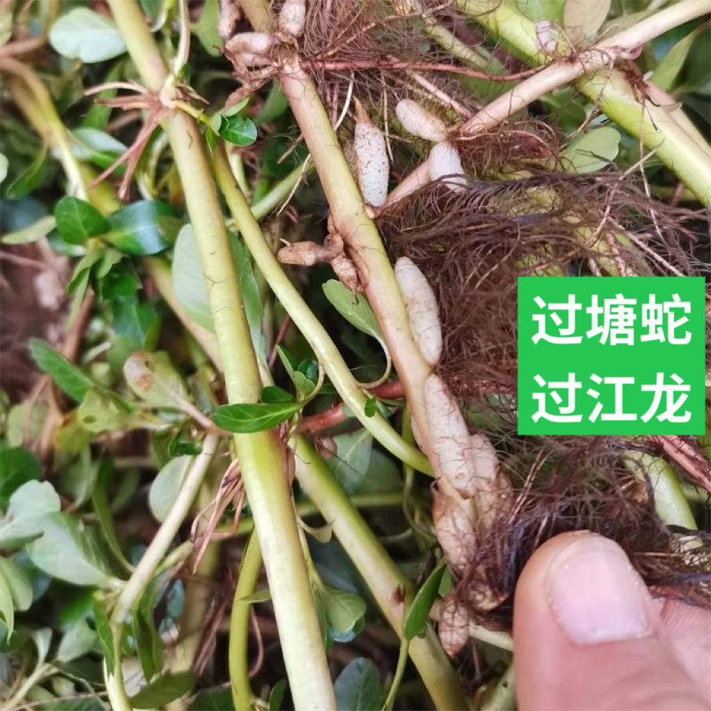 过塘蛇新鲜水龙 中药材过江龙过江藤鱼鳔草水盖菜假蕹菜