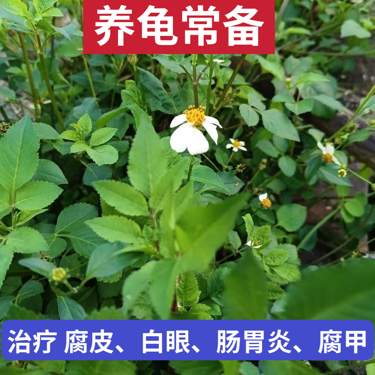 〔养龟常用〕鬼针草适合龟腐皮白眼肠胃差新鲜一包针粘人草中药材