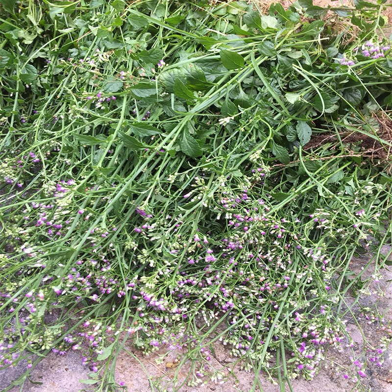 消山虎夜香牛新鲜 潮汕搜山虎夜牵牛肖山虎中草药一枝香紫花地丁