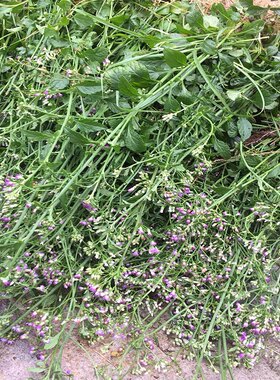 消山虎夜香牛新鲜 潮汕搜山虎夜牵牛肖山虎中草药一枝香紫花地丁