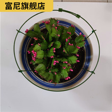 蟹爪兰支架子可伸缩调大小嫁接花架1