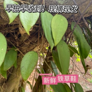 新鲜玉绣球兰叶铁加杯金雪球石壁梅爬岩板铁草鞋板绣球花野生好用