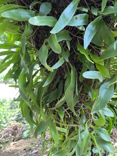 广东茂名龙眼树寄生上树莲新鲜现采石韦抱树莲桂圆树茶上木蛇树苇