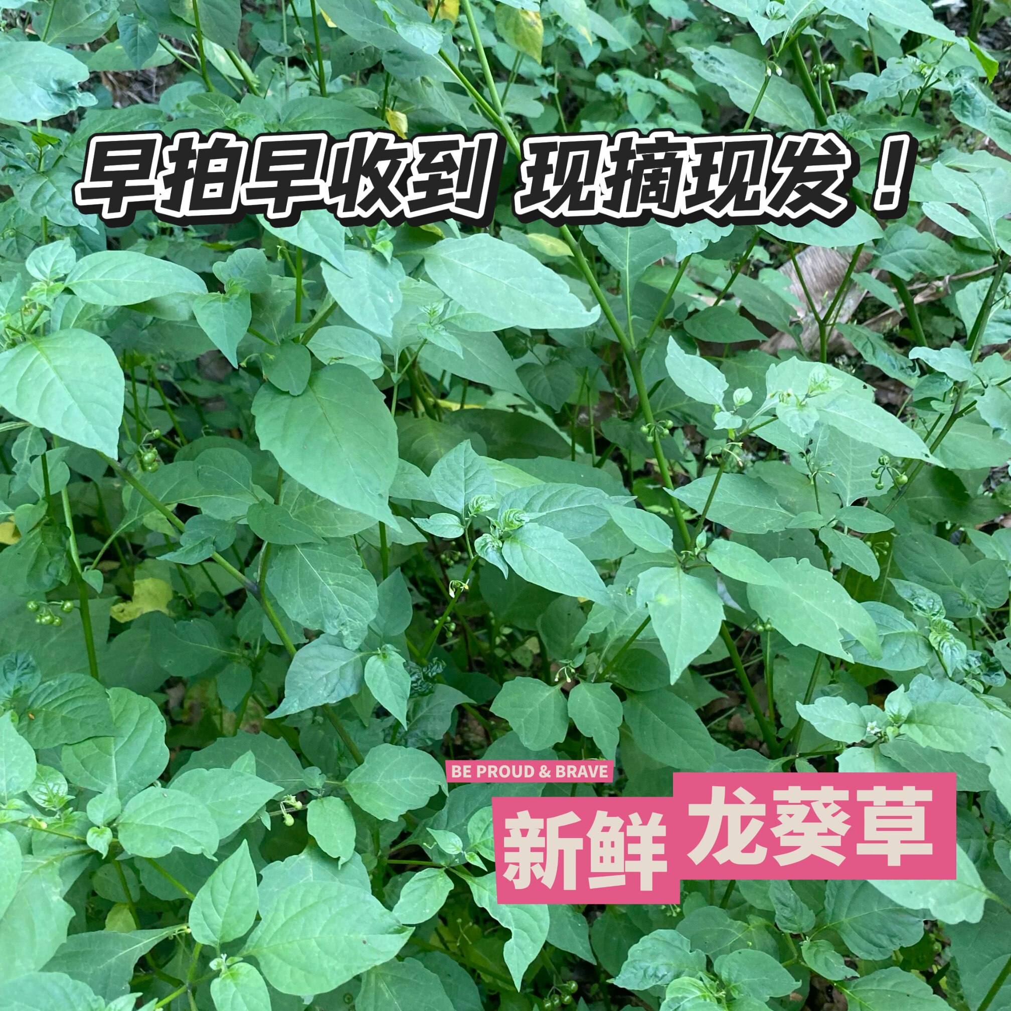 新鲜龙葵草 现采中草药龙葵白花菜天茄子黑天苦葵假辣椒现发包邮