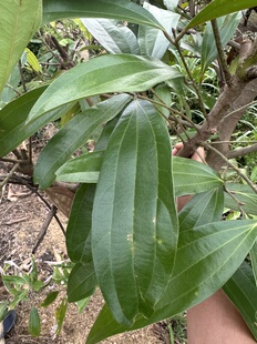 正宗广东桂叶桂树老树柏枝喜庆天然肉桂叶野生精选优质调料香辛料